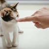 Jangan Memaksa Kucing