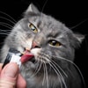 Beri Kucing Penghargaan