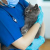 Konsultasikan Kondisi Kucing ke Dokter Hewan