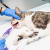 Menyingkirkan Benda di Dalam Mulut Kucing
