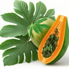 Daun Pepaya