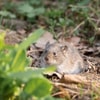 Penggunaan Rodentisida