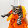 Balut Tubuh Kucing dengan Handuk