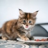 Beri Si Kitten Makan dan Minum yang Cukup