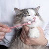 Menjaga Kebersihan Mulut Kucing