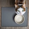 Mengganti Asupan Makanan Kucing