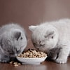 Anak Kucing Usia 4 Minggu