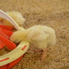 Beri Makanan yang Tepat