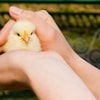 Beri Anak Ayam Vitamin Secara Teratur