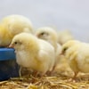 Pastikan Anak Ayam Memiliki Akses Air Bersih