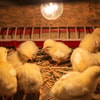 Siapkan Brooder atau Tempat Hangat