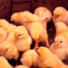 Atur Suhu Ruangan Anak Ayam