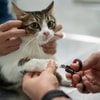 Anak Kucing Berusia 8-24 Minggu