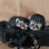 Anak Kucing New Born