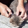 Sesuaikan Dosis Detick dengan Berat Badan Kucing
