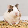 Berat Badan Hamster Bertambah