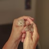 Puting Susu Hamster Terlihat Membesar