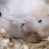 Bulu Hamster Berantakan Bahkan Rontok
