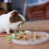 Nafsu Makan Hamster Menurun