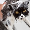 Mandikan Kucing Sebelum Memberikan Detick