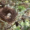 Burung Hantu Dapat Bertelur