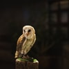 Burung Nokturnal yang Sempurna