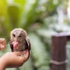 Pakan Burung Hantu yang Khusus