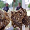 Bentuk Paruh yang Beda dari Burung Lain