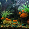 Menjaga Kesehatan dan Kebersihan Filter Aquarium