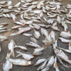 Memengaruhi Aktivitas Tubuh