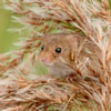 Tikus Memulai Serangan dari Pesemaian