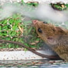 Mengenali Habitat dan Perilaku Tikus