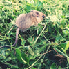 Memahami Perkembangan Tikus