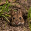 Gejala Serangan Tikus Setelah di Pesemaian