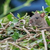 Tikus Menyerang di Seluruh Lokasi Pertanian