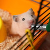 Pahami Kebutuhan Hidup Hamster