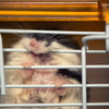 Perilaku Hamster Menjadi Lebih Agresif dan Berulang