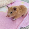 Hamster akan Mengeluarkan Suara dan Badannya Tremor