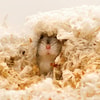 Hamster Terus Menerus Menggali 