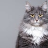 Bentuk Kibble Happy Cat vs Royal Canin