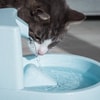 Kucing Mengalami Dehidrasi