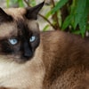 Burmese