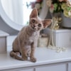 Devon Rex