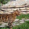 Bengal