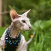 Peterbald