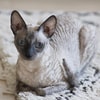 Cornish Rex