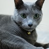 Russian Blue