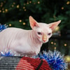 Sphynx