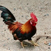 Warna Bulu Ayam