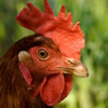 Fisik Ayam 